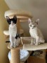 Billy und Bonito (2)
